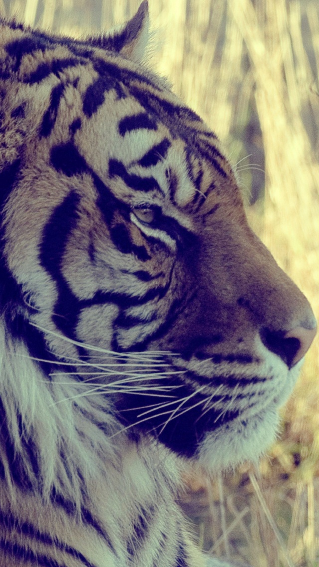 1779 Feline Tiger